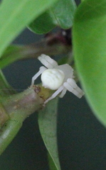 Mastira tegularis