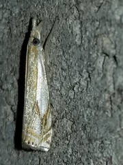 Crambus agitatellus