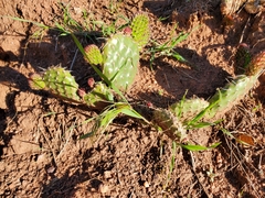 Opuntia fragilis
