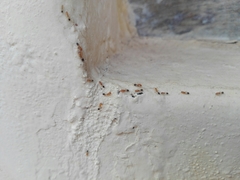 Trichomyrmex destructor
