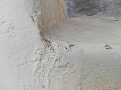 Trichomyrmex destructor