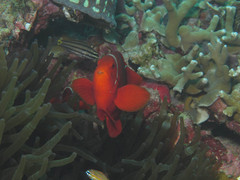 Amphiprion biaculeatus