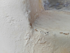 Trichomyrmex destructor