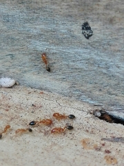 Trichomyrmex destructor