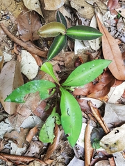 Labisia pumila