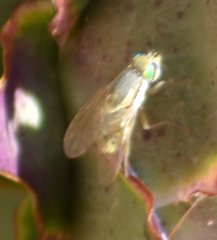 Terellia fuscicornis