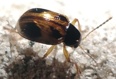 Paria quadrinotata