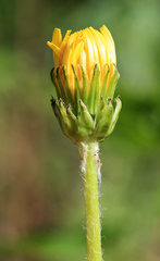 Taraxacum mongolicum