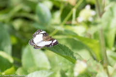 Janatella leucodesma
