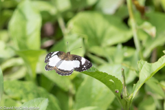 Janatella leucodesma