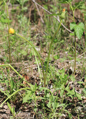 Taraxacum mongolicum