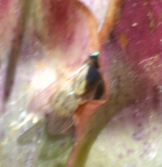 Terellia fuscicornis