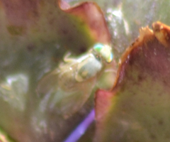 Terellia fuscicornis