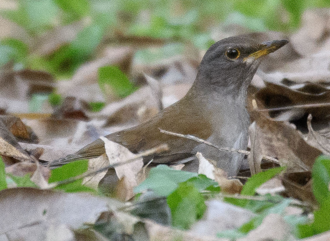 Pale Thrush