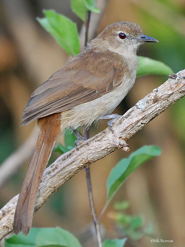 Northern Brownbul (Phyllastrephus strepitans) photo
