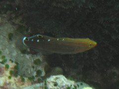 Koumansetta rainfordi