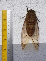 Megapomponia pendleburyi