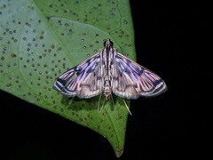 Rhimphalea