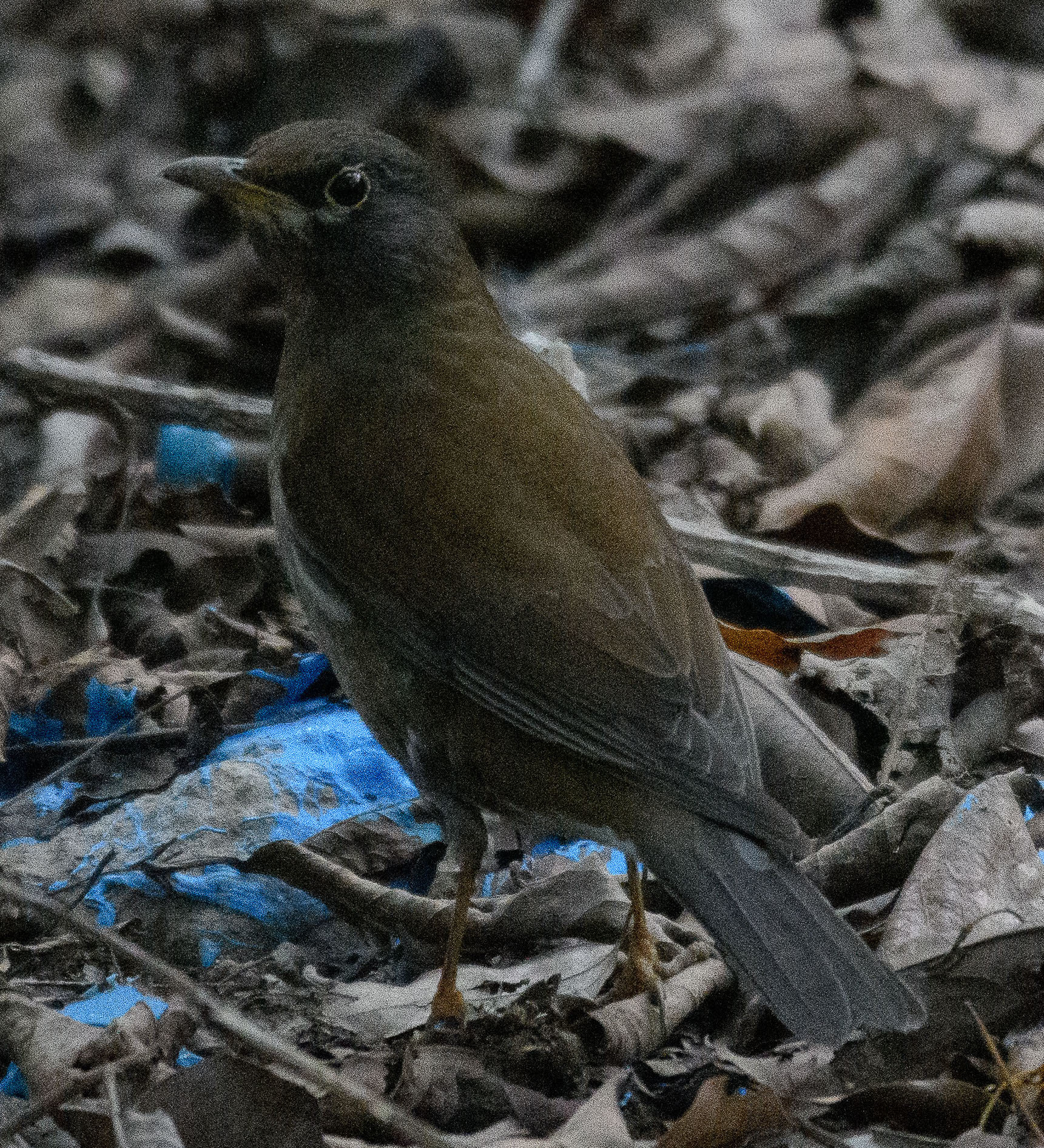 Pale Thrush