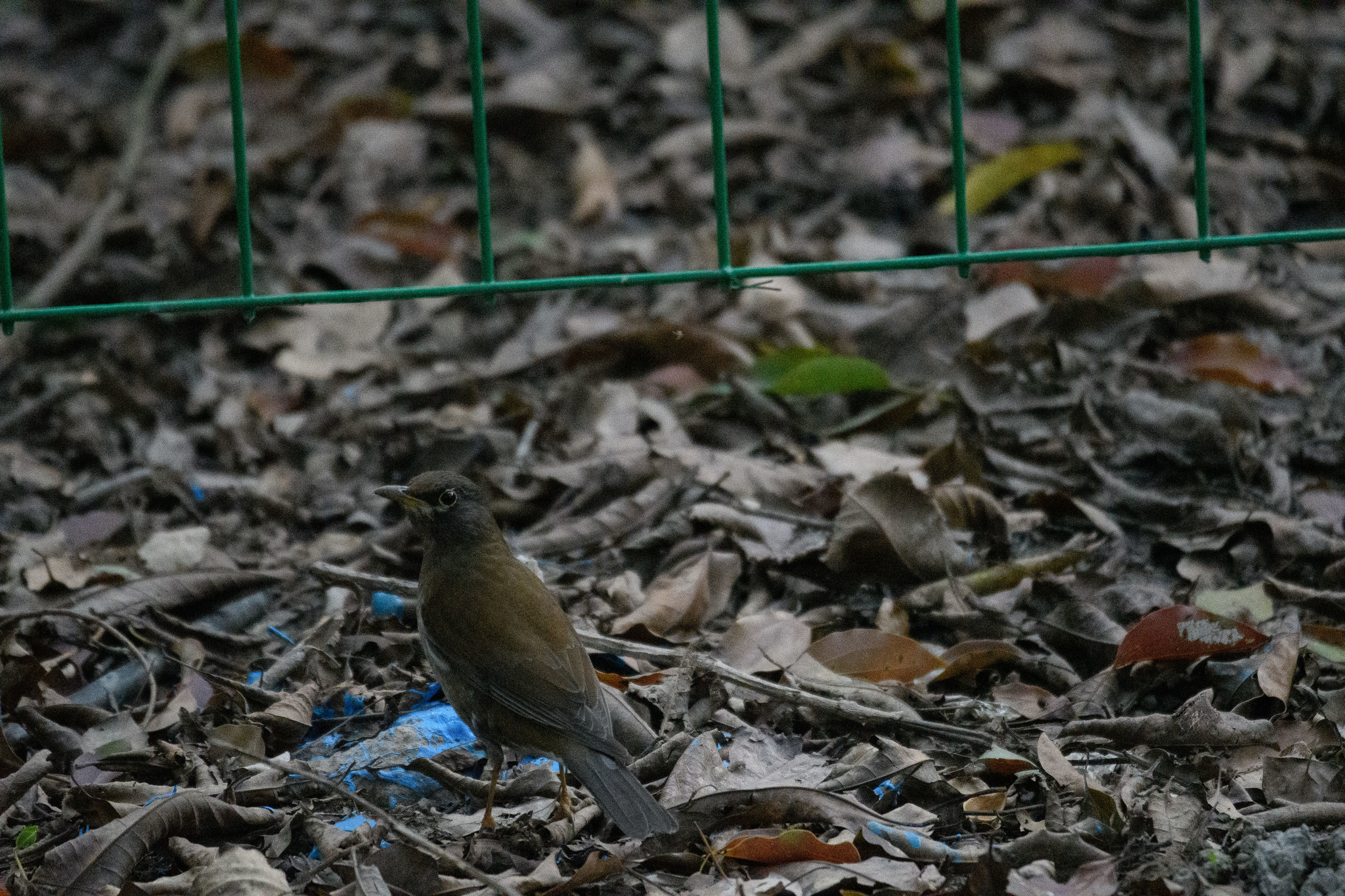 Pale Thrush