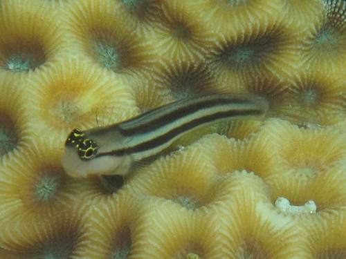 Foreye coralblenny (Ecsenius prooculis) — Blenniidae — 4