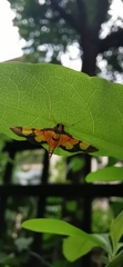 Aethaloessa