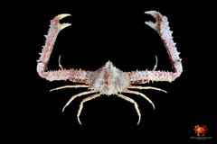 Spinolambrus pourtalesii
