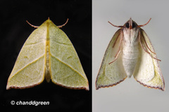 Hylophilodes tsukusensis