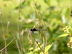 Macrodiplax balteata