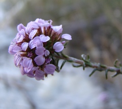 Disparago ericoides