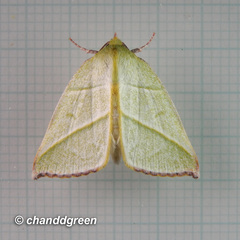 Hylophilodes tsukusensis