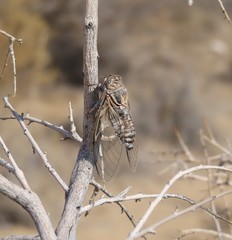 Diceroprocta eugraphica