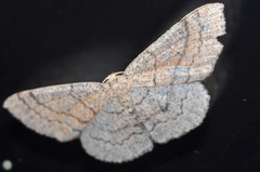 Cyclophora dataria