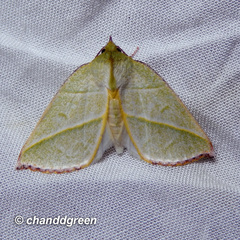 Hylophilodes tsukusensis