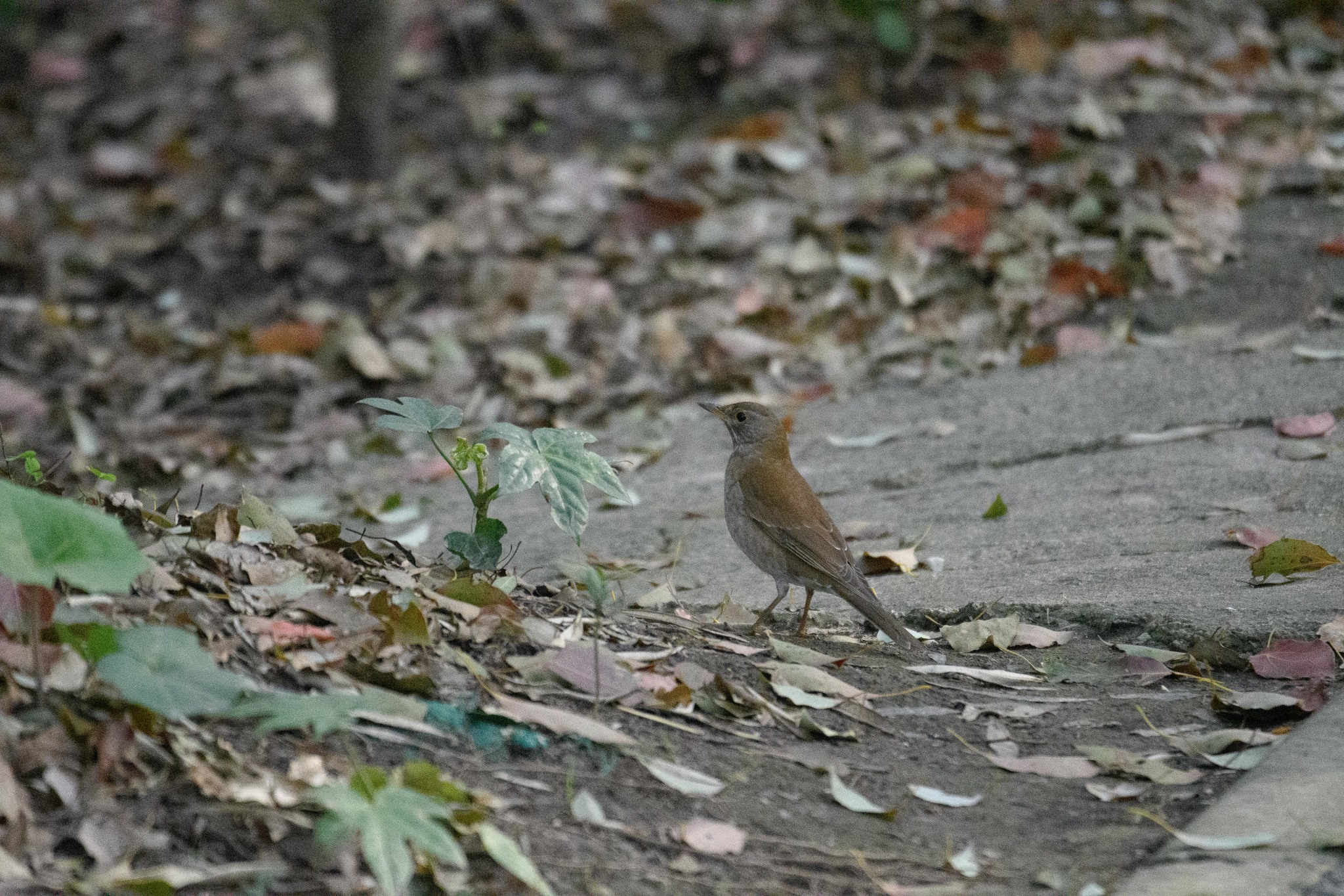 Pale Thrush