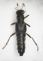 Stenus cicindeloides