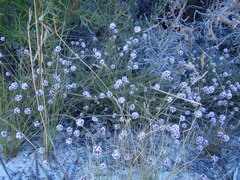 Disparago ericoides