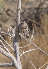 Diceroprocta eugraphica
