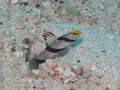 Stonogobiops xanthorhinicus