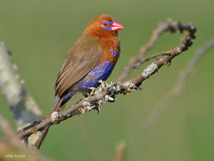 Granatina ianthinogaster
