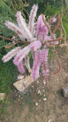 Mimosa benthamii
