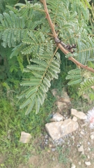 Mimosa benthamii