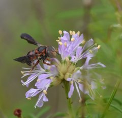 Anthidiellum perplexum