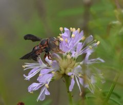 Anthidiellum perplexum