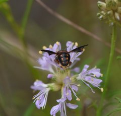 Anthidiellum perplexum