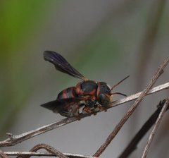 Anthidiellum perplexum