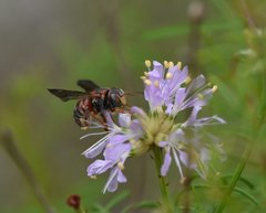 Anthidiellum perplexum