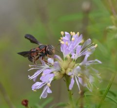 Anthidiellum perplexum