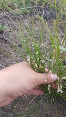 Polygala tenuifolia