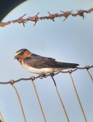 Petrochelidon pyrrhonota